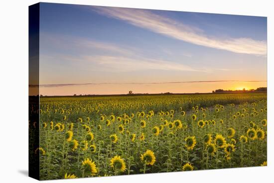 Sunflower Field in Morning Light in Michigan, North Dakota, USA-Chuck Haney-Premier Image Canvas