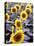 Sunflower Field, Jamestown, North Dakota, USA-Bill Bachmann-Premier Image Canvas