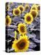 Sunflower Field, Jamestown, North Dakota, USA-Bill Bachmann-Premier Image Canvas