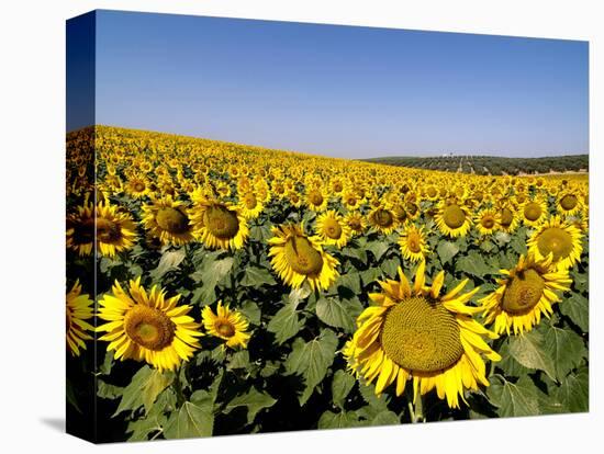 Sunflower Field Near Cordoba, Andalusia, Spain, Europe-Hans Peter Merten-Premier Image Canvas