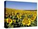 Sunflower Field Near Cordoba, Andalusia, Spain, Europe-Hans Peter Merten-Premier Image Canvas