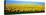 Sunflower Field, North Dakota, USA-null-Premier Image Canvas