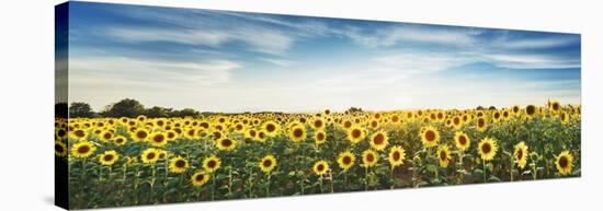 Sunflower field, Plateau Valensole, Provence, France-Frank Krahmer-Stretched Canvas