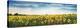 Sunflower field, Plateau Valensole, Provence, France-Frank Krahmer-Stretched Canvas