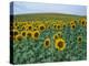 Sunflower Field, Provence, France-Gavriel Jecan-Premier Image Canvas