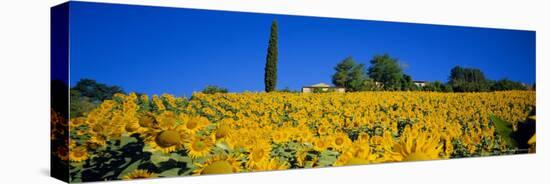 Sunflower Field, Tuscany, Italy, Europe-John Miller-Premier Image Canvas