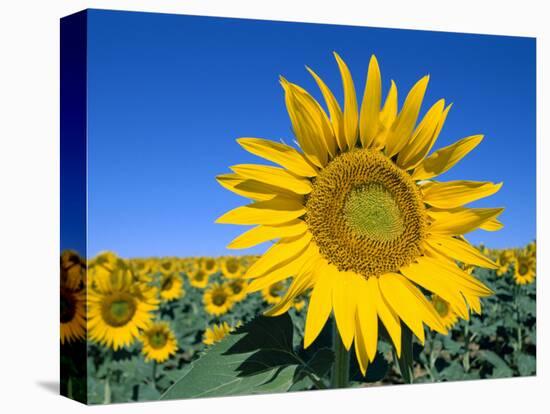 Sunflower Fields, Provence, France-Steve Vidler-Premier Image Canvas