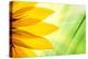 Sunflower Flower over over Green Floral Background-logoboom-Premier Image Canvas