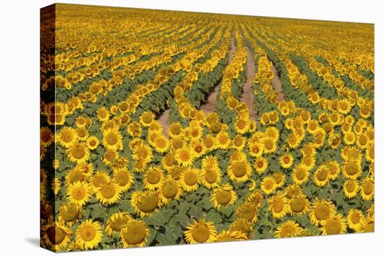 Sunflower (Helianthus Annuus), Kansas, USA-Michael Scheufler-Premier Image Canvas