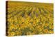Sunflower (Helianthus Annuus), Kansas, USA-Michael Scheufler-Premier Image Canvas