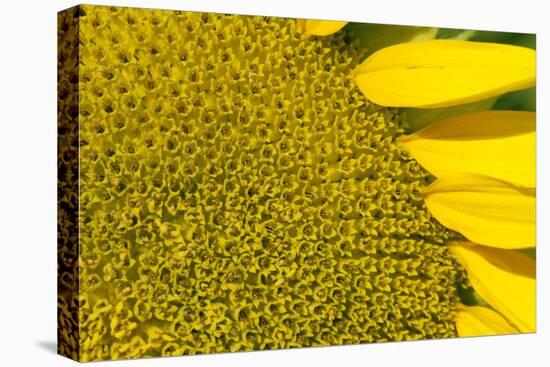 Sunflower (Helianthus Annuus), Kansas, USA-Michael Scheufler-Premier Image Canvas