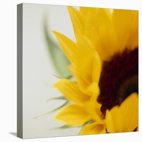 Sunflower (Helianthus Annuus)-Cristina-Premier Image Canvas