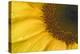 Sunflower, Helianthus (photo)-null-Premier Image Canvas