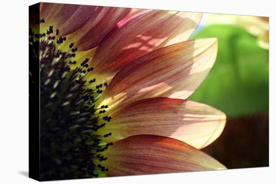 Sunflower I-Tammy Putman-Premier Image Canvas