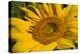 Sunflower I-Lee Peterson-Stretched Canvas