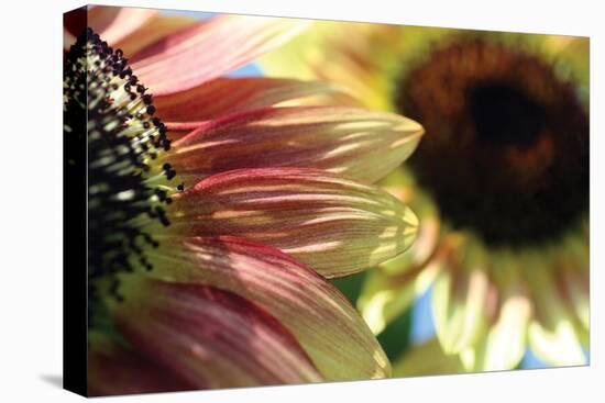 Sunflower II-Tammy Putman-Premier Image Canvas