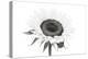 Sunflower Noir - Centre-James Guilliam-Stretched Canvas