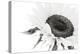 Sunflower Noir - Close-James Guilliam-Stretched Canvas