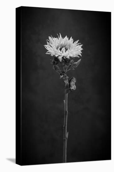 Sunflower Number 5 BW-Steve Gadomski-Premier Image Canvas