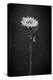 Sunflower Number 5 BW-Steve Gadomski-Premier Image Canvas