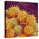 Sunflower pollen at a magnification of x1000-Micro Discovery-Premier Image Canvas