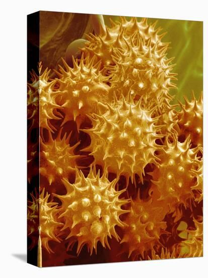 Sunflower Pollen-Micro Discovery-Premier Image Canvas