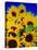 Sunflower Relief, 1999-Norman Hollands-Premier Image Canvas