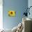 Sunflower, Seattle, Washington, USA-Terry Eggers-Premier Image Canvas displayed on a wall