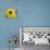 Sunflower, Seattle, Washington, USA-Terry Eggers-Premier Image Canvas displayed on a wall