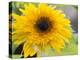 Sunflower, Seattle, Washington, USA-Terry Eggers-Premier Image Canvas