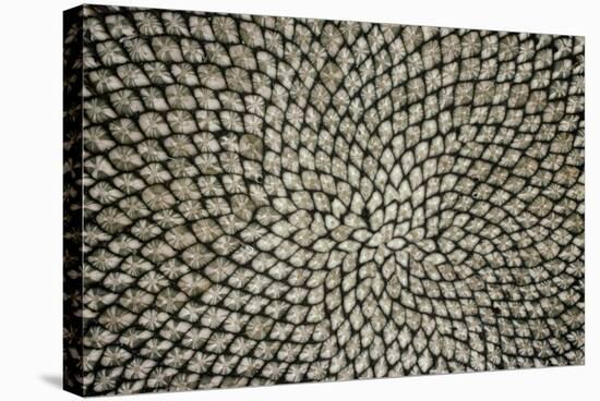 Sunflower Seed Head-Dr^ Jeremy-Premier Image Canvas