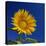 Sunflower, Tuscany, Italy, Europe-John Miller-Premier Image Canvas