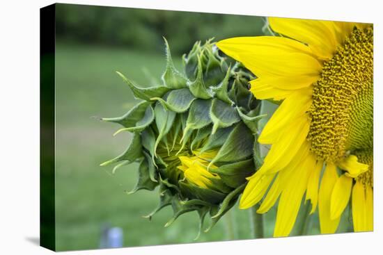 Sunflower, Vermont, USA-Lisa S. Engelbrecht-Premier Image Canvas