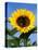 Sunflower with Bees, Santa Barbara, California, USA-Savanah Stewart-Premier Image Canvas