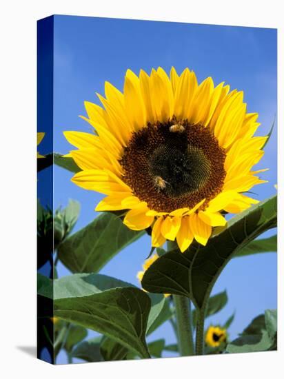 Sunflower with Bees, Santa Barbara, California, USA-Savanah Stewart-Premier Image Canvas