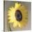 Sunflower-Erin Clark-Stretched Canvas