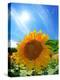 Sunflower-null-Premier Image Canvas