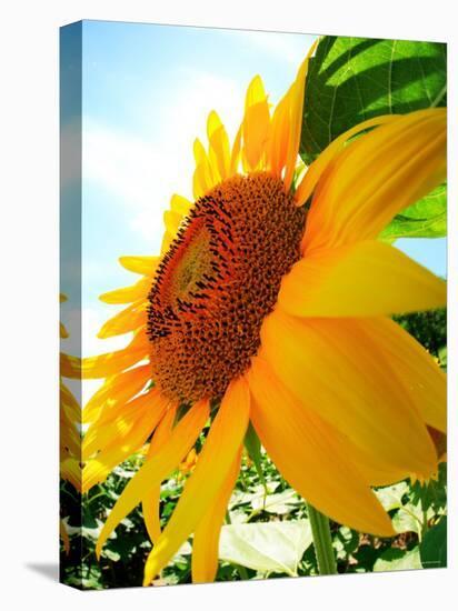 Sunflower-null-Premier Image Canvas