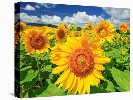 Sunflower-null-Premier Image Canvas