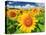 Sunflower-null-Premier Image Canvas