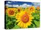 Sunflower-null-Premier Image Canvas