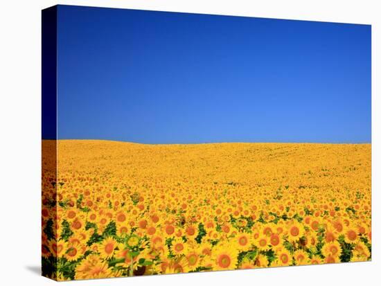 Sunflower-null-Premier Image Canvas