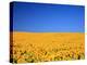 Sunflower-null-Premier Image Canvas