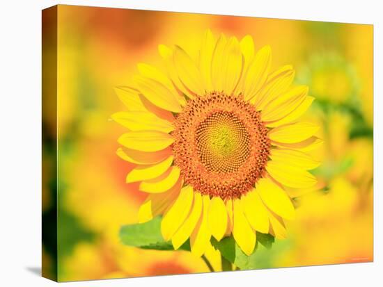 Sunflower-null-Premier Image Canvas