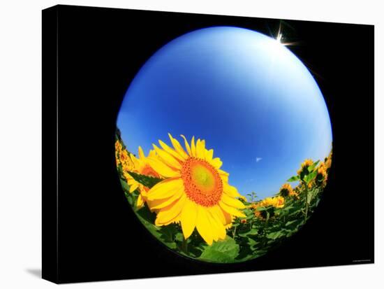 Sunflower-null-Premier Image Canvas