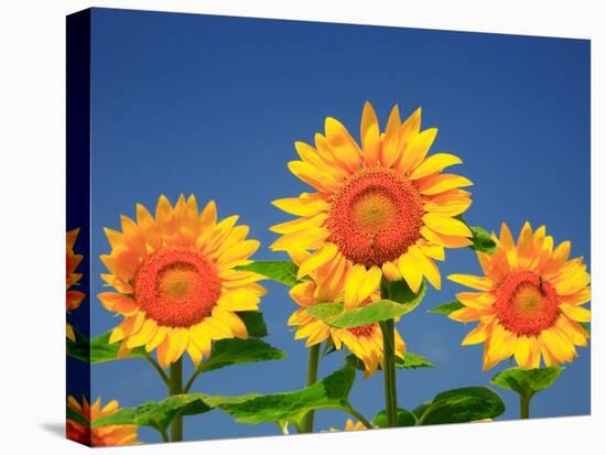 Sunflower-null-Premier Image Canvas