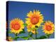 Sunflower-null-Premier Image Canvas