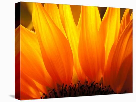 Sunflower-Nadia Isakova-Premier Image Canvas