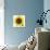 Sunflower-null-Premier Image Canvas displayed on a wall