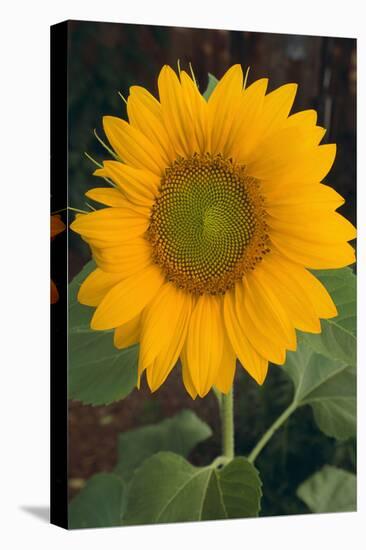 Sunflower-DLILLC-Premier Image Canvas